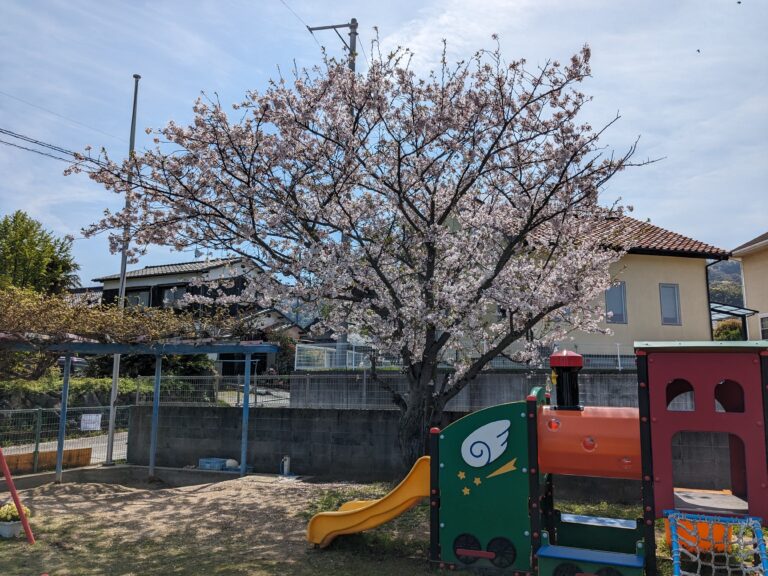 園庭の花🌸